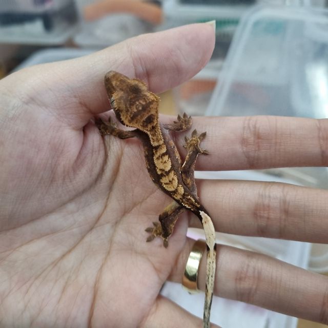 노멀 할리퀸 다크