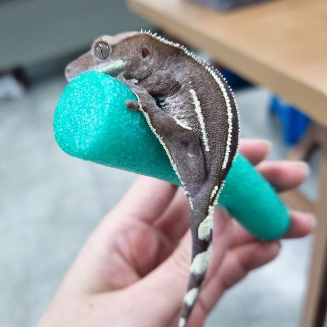 아잔틱 화이트핀