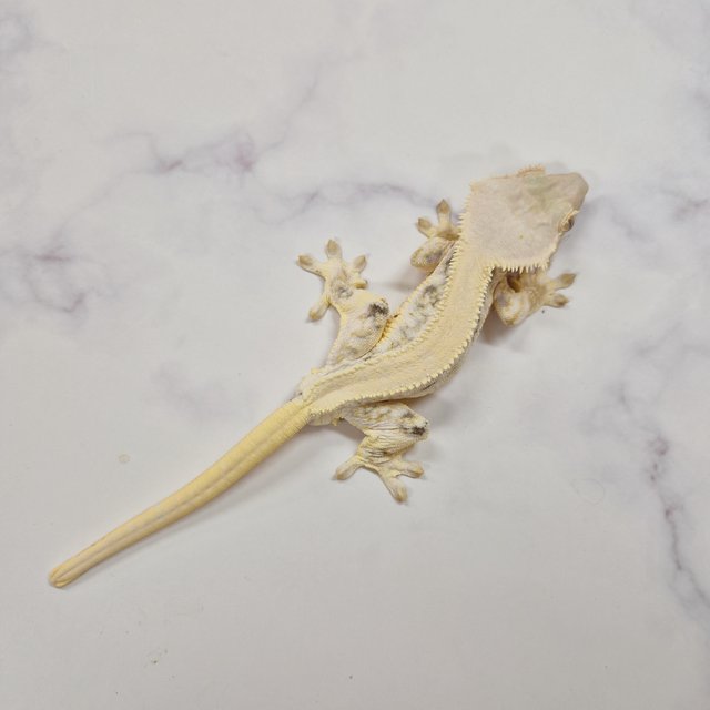 릴리화이트 솔리드백