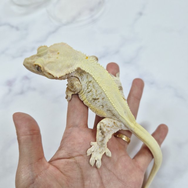 릴리화이트 솔리드백