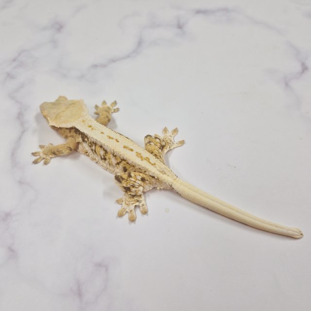 릴리화이트 크림 옐로우