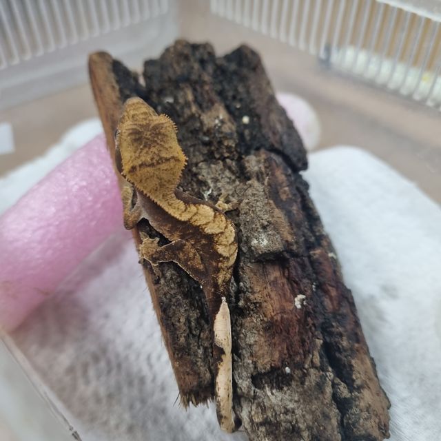 플레임