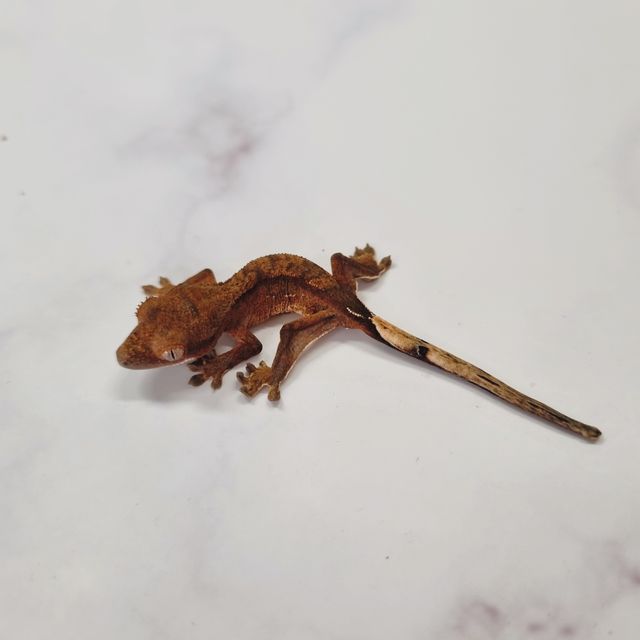 노멀