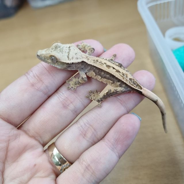 풀핀