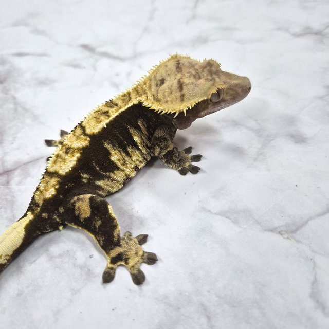 노멀 화이트포트홀