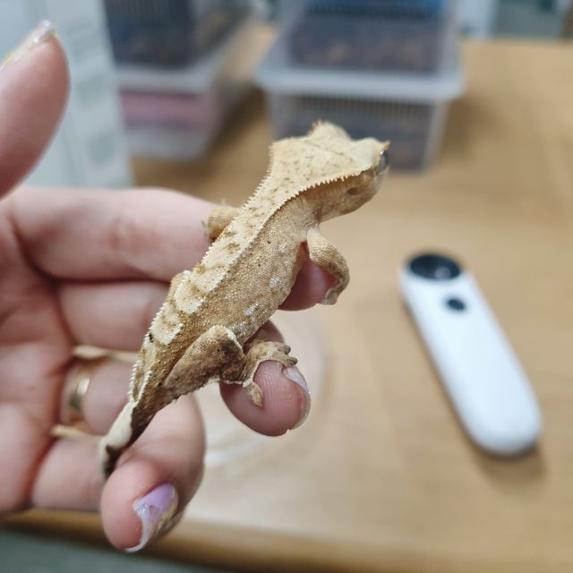 옐로우 크림시클