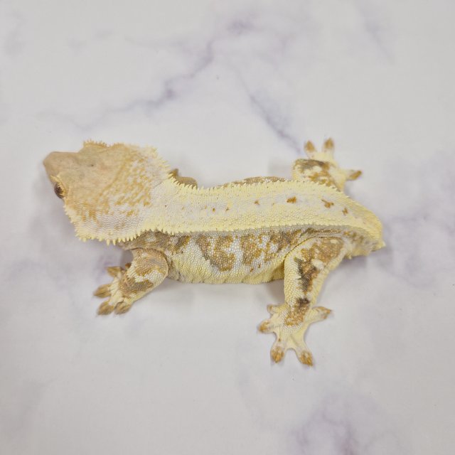 릴리화이트 크림 크림시클