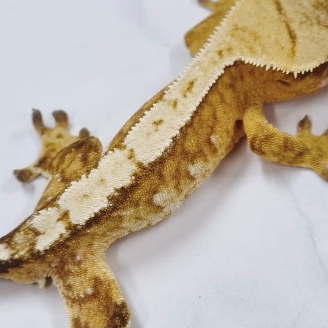 크림시클 옐로우