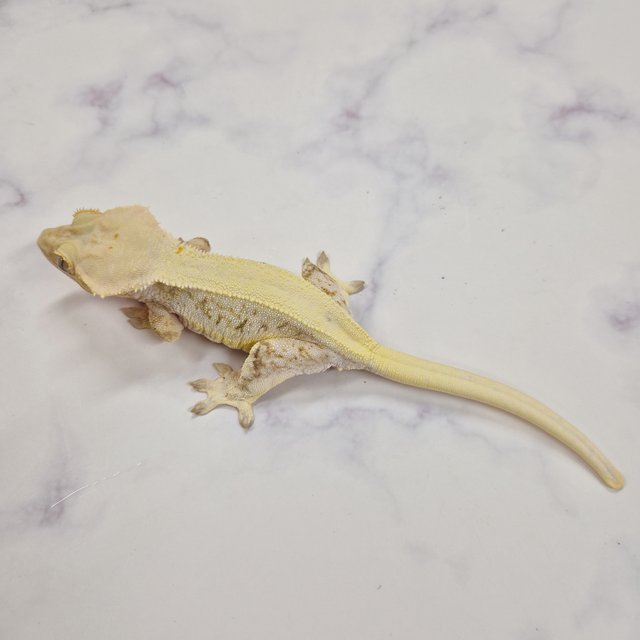 릴리화이트 솔리드백