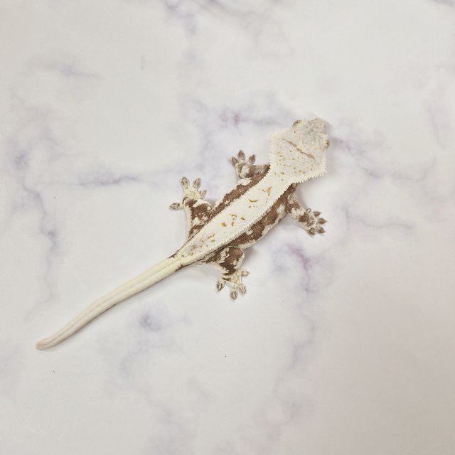 릴리화이트 레드