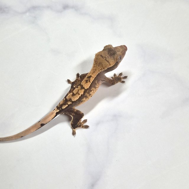 100%헷아잔틱 노멀