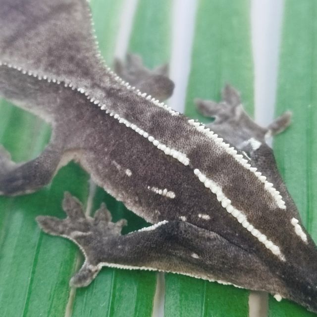 아잔틱 핀스트라이프 화이트핀