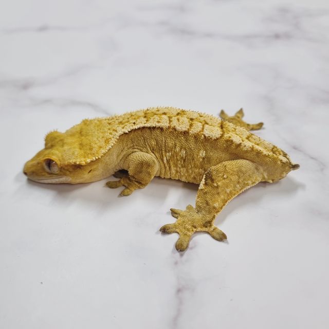 옐로우 크림시클 크림