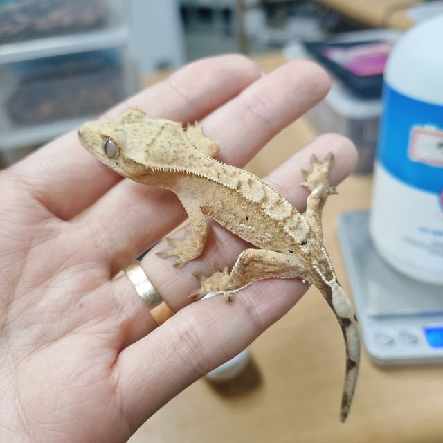 옐로우 크림시클