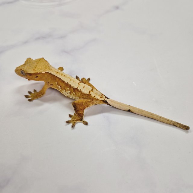 크림시클 스트로베리 옐로우