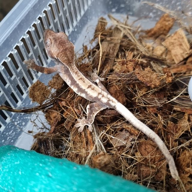 프라푸치노