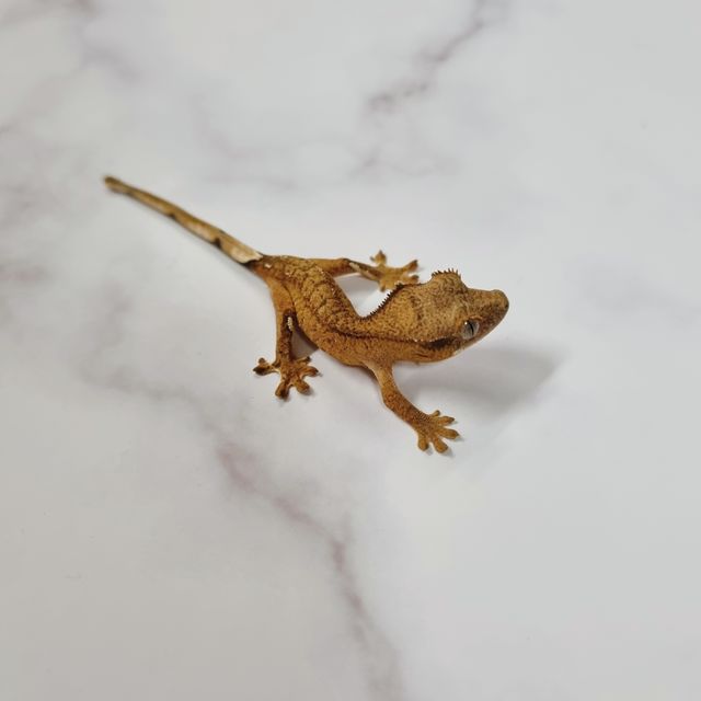 옐로우 팬텀
