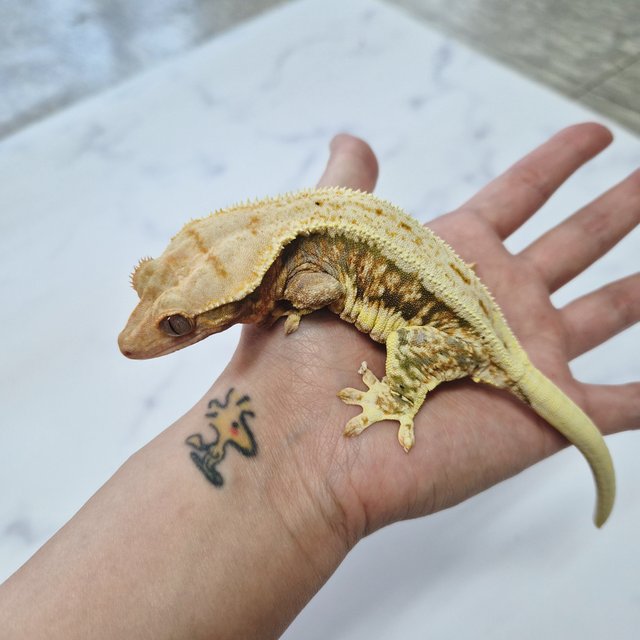 릴리화이트 트라이