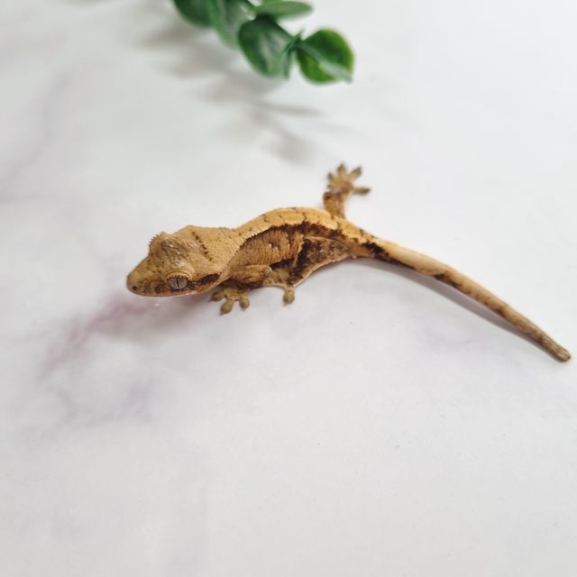 팬텀 옐로우