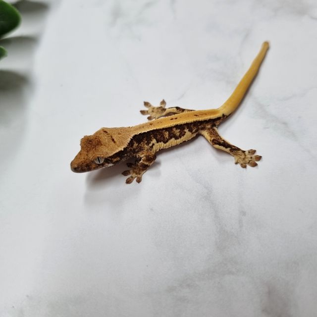 릴리화이트 크림 옐로우 크림시클