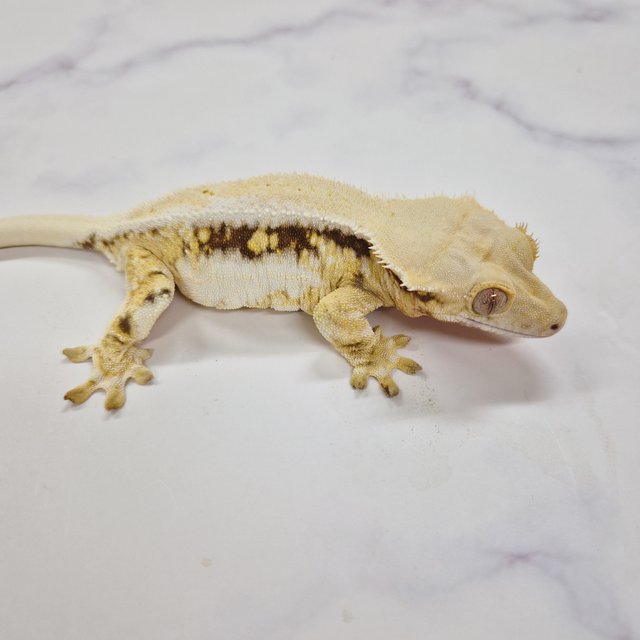 릴리화이트 솔리드백