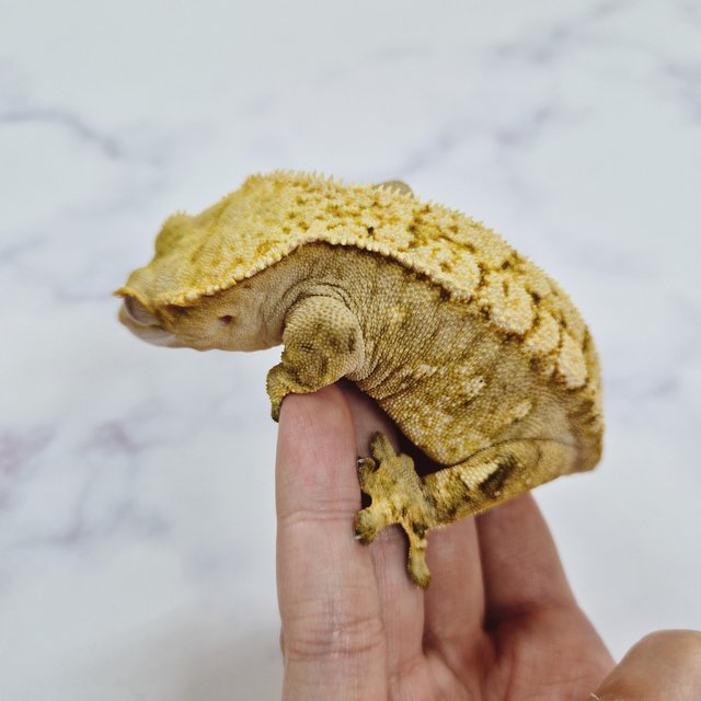 크림 옐로우 노멀