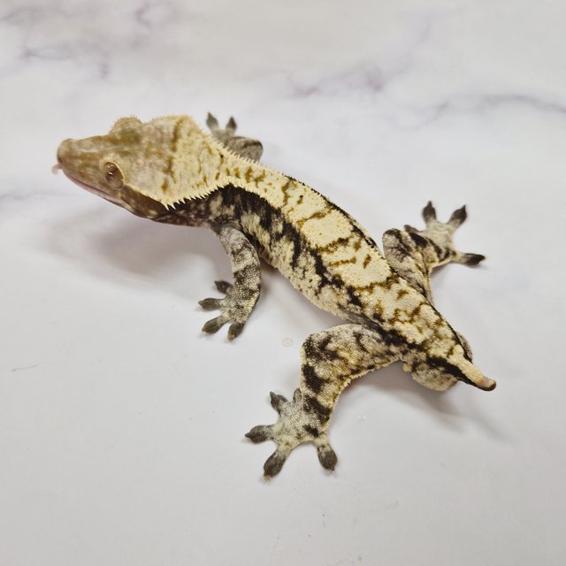 트라이 익스트림할리퀸