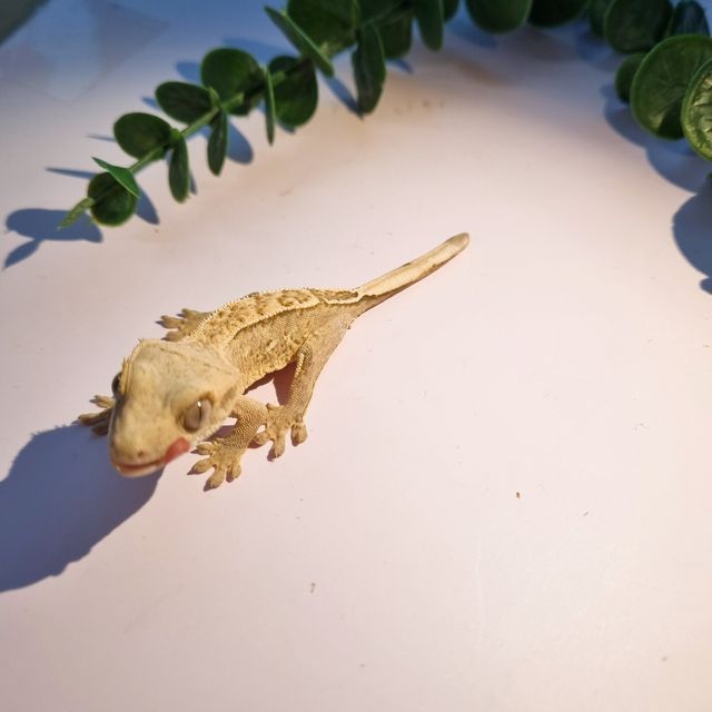 크림시클