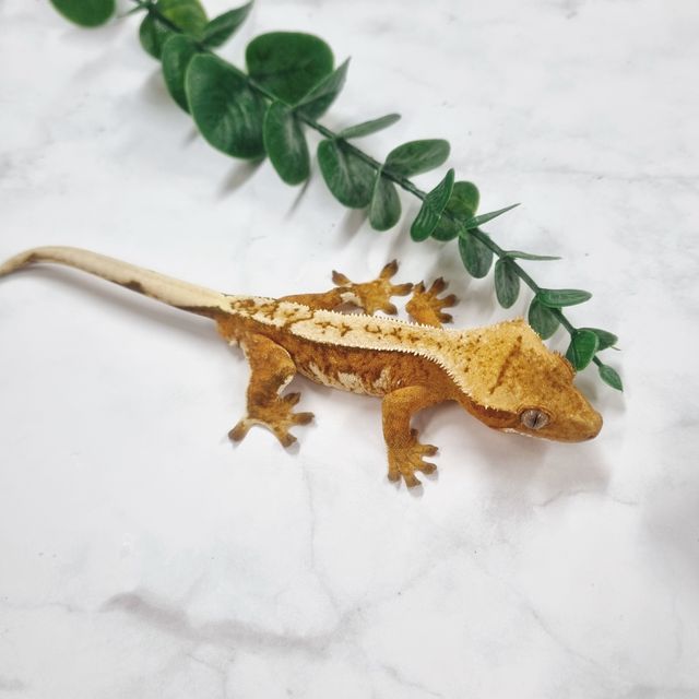 크림시클 옐로우
