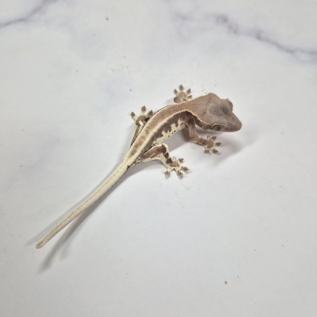 프라푸치노 솔리드백