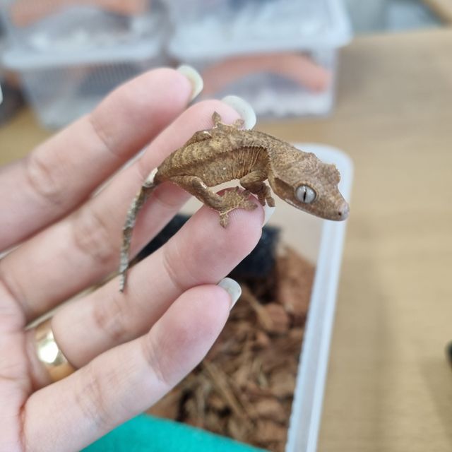옐로우 팬텀
