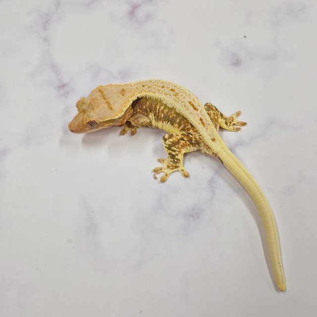 릴리화이트 트라이 솔리드백