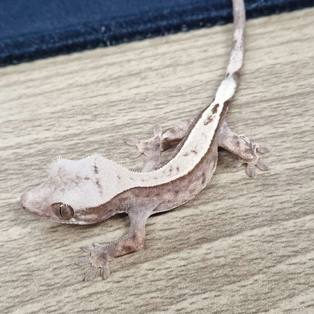 카푸치노 풀핀