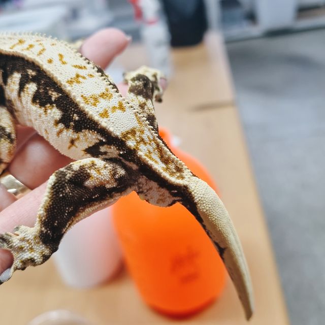 트라이 익스트림할리퀸