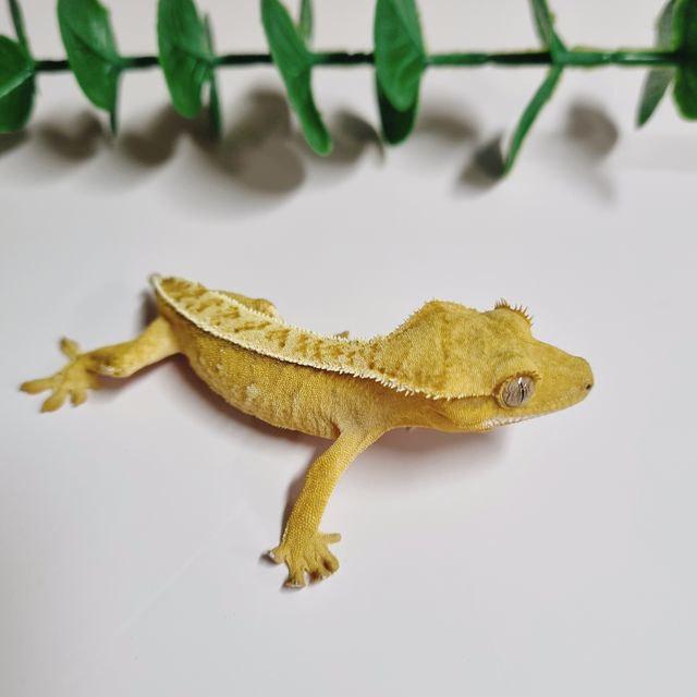 화이트포트홀 크림시클 옐로우
