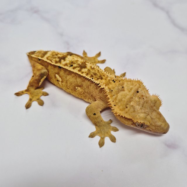 노멀 옐로우 달마시안