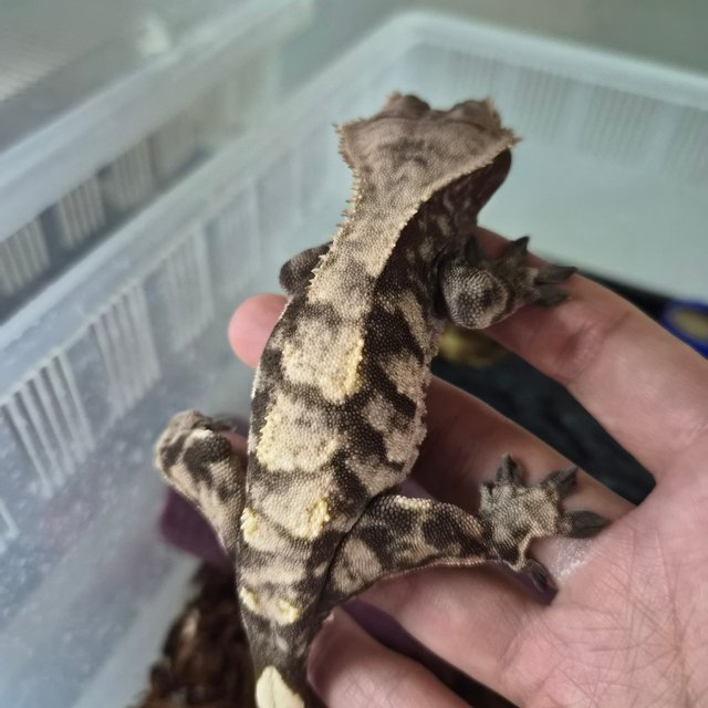 노멀 블랙 다크 타이거