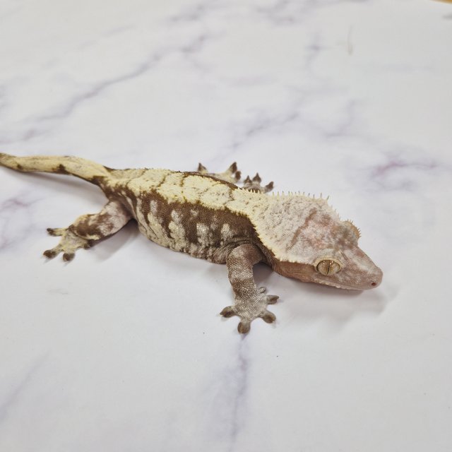 노멀 익스트림할리퀸 레드