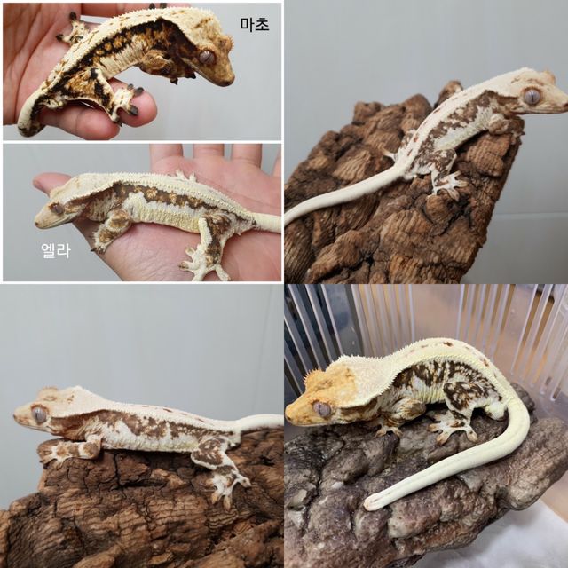 릴리화이트