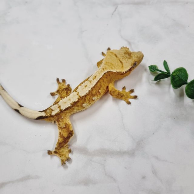 크림시클 옐로우