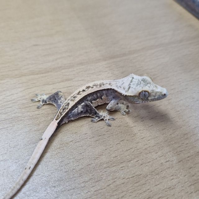 풀핀