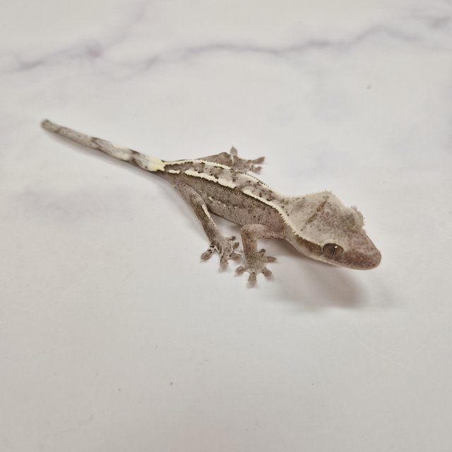 아잔틱 화이트핀