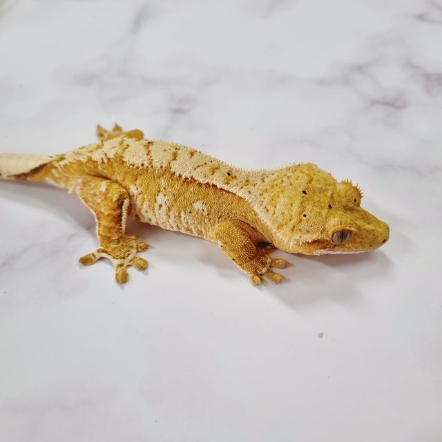 크림시클 옐로우