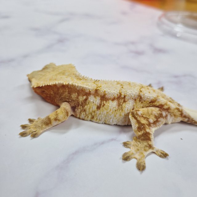 노멀 익스트림할리퀸 레드