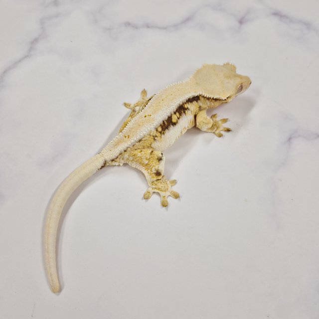 릴리화이트 솔리드백