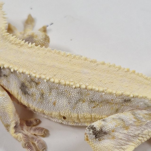 릴리화이트 솔리드백