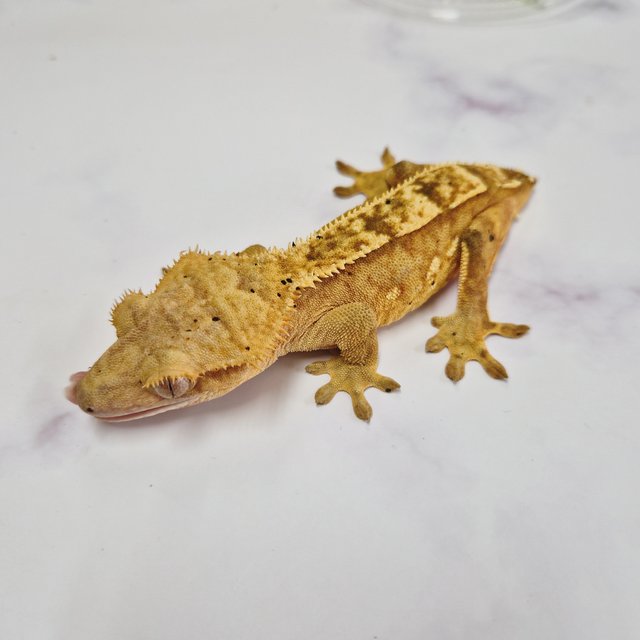 노멀 옐로우 달마시안