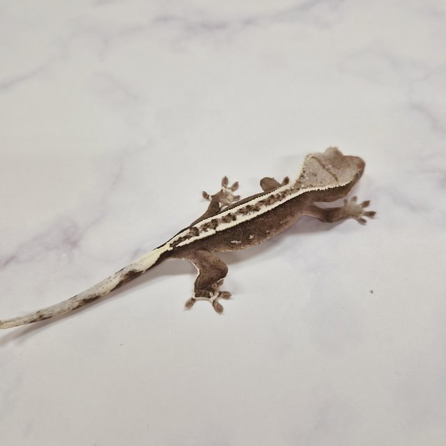 아잔틱 핀스트라이프