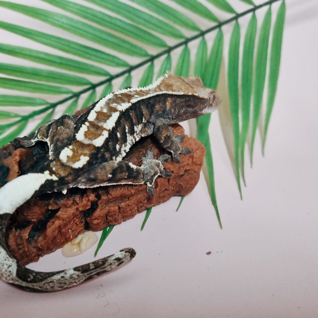카푸치노 트라이