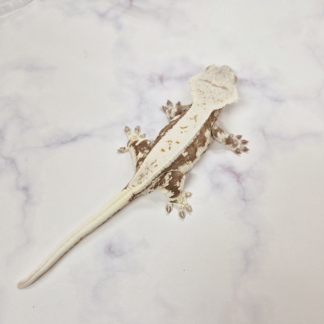 릴리화이트 레드